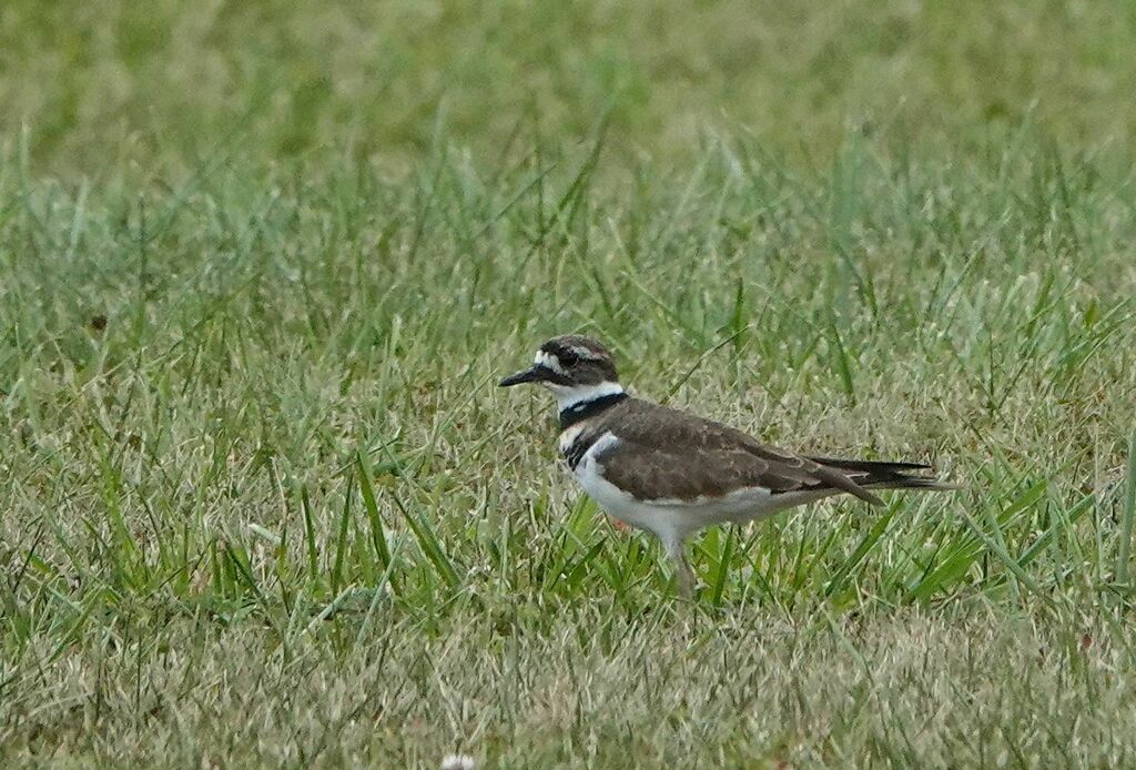Killdeer from Athens County, OH, USA on September 26, 2023 at 0207 PM by landrews. Near Jobs