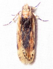 Filatima