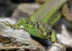 Iberolacerta monticola