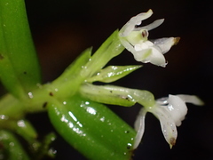 Epidendrum nanosimplex