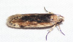Filatima