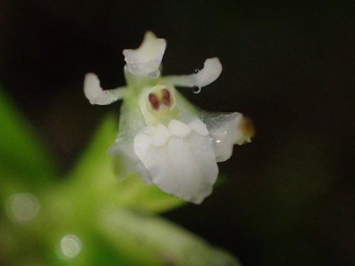 Epidendrum nanosimplex