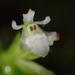 Epidendrum nanosimplex - Photo (c) Damon Tighe, algunos derechos reservados (CC BY-NC), subido por Damon Tighe