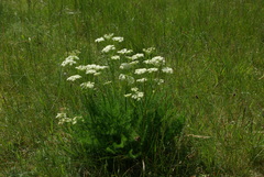 Meum athamanticum