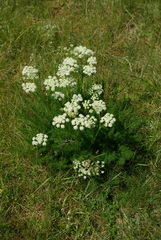 Meum athamanticum