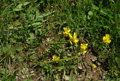 Genista sagittalis