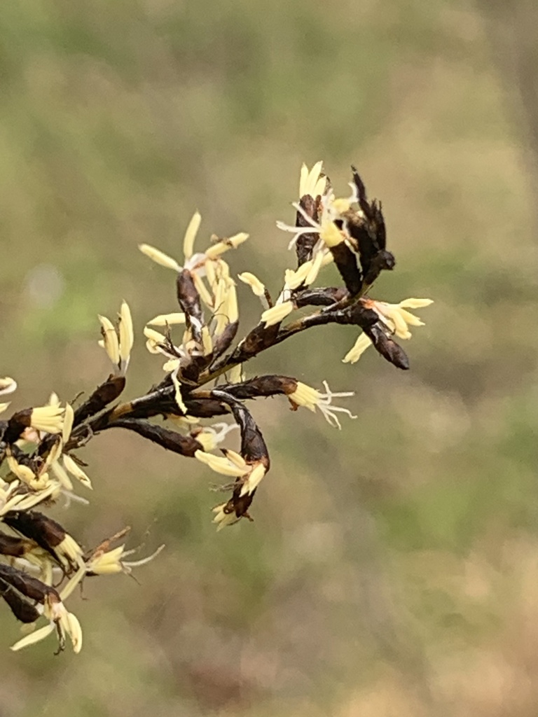 tall saw-sedge from Saint Barbaras Ave, Manly, NSW, AU on September 28 ...