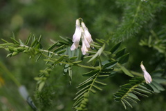 Vicia orobus