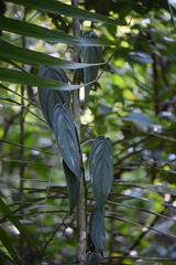 Philodendron hopkinsianum