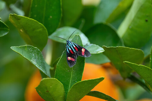 Uranophora maranhaonis