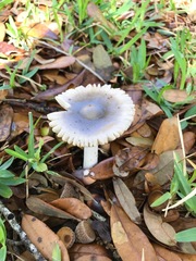 Amanita vaginata vaginata