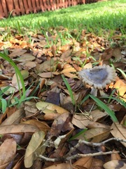 Amanita vaginata vaginata