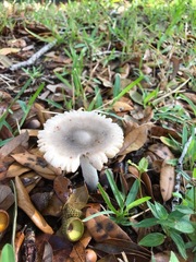 Amanita vaginata vaginata