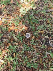 Amanita vaginata vaginata