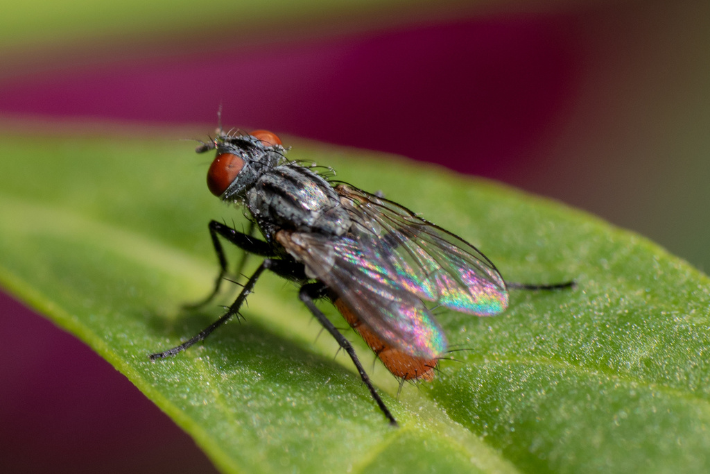 Rafaelia rufiventris