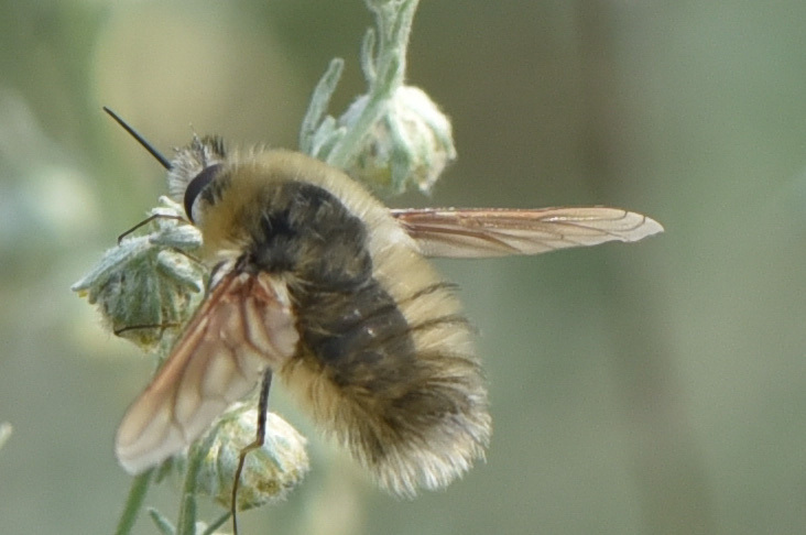 Anastoechus melanohalteralis