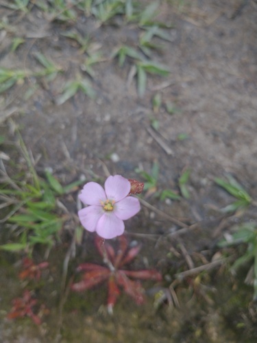 Drosera latifolia