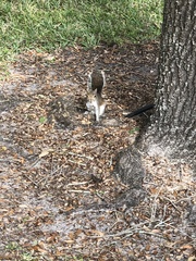 Sciurus carolinensis