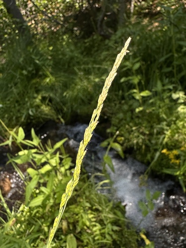 Torreyochloa erecta observed 2023-08-31