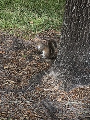 Sciurus carolinensis