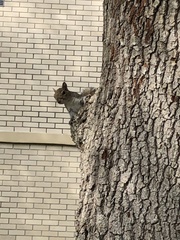 Sciurus carolinensis