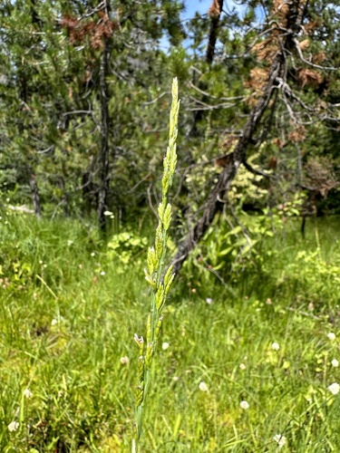 Torreyochloa erecta observed 2023-08-31