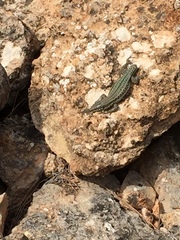 Podarcis pityusensis