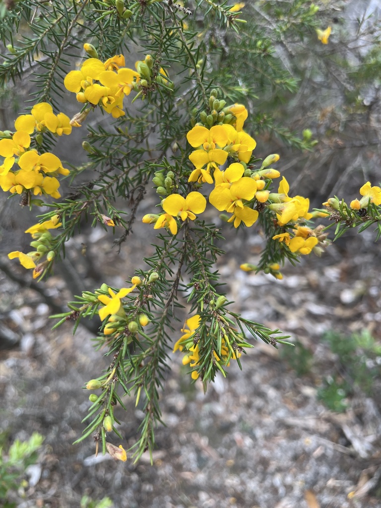 Heathy Parrot Pea From North Fort Rd Manly NSW AU On September 28