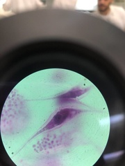 Trypanosoma