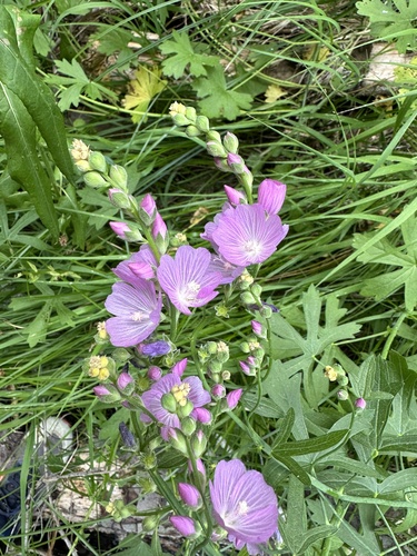 giant checkerbloom (Sidalcea gigantea)