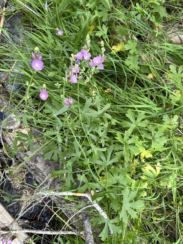 Image of Sidalcea gigantea by (c) Matt Berger, some rights reserved (CC BY)