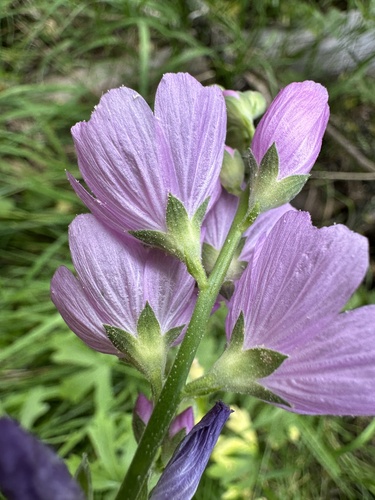 Image of Sidalcea gigantea by (c) Matt Berger, some rights reserved (CC BY)
