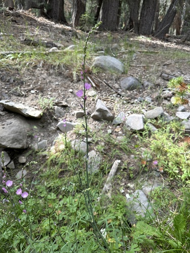 Image of Sidalcea gigantea by (c) Matt Berger, some rights reserved (CC BY)