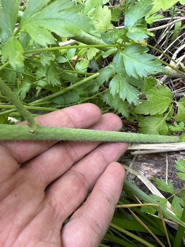 Image of Sidalcea gigantea by (c) Matt Berger, some rights reserved (CC BY)