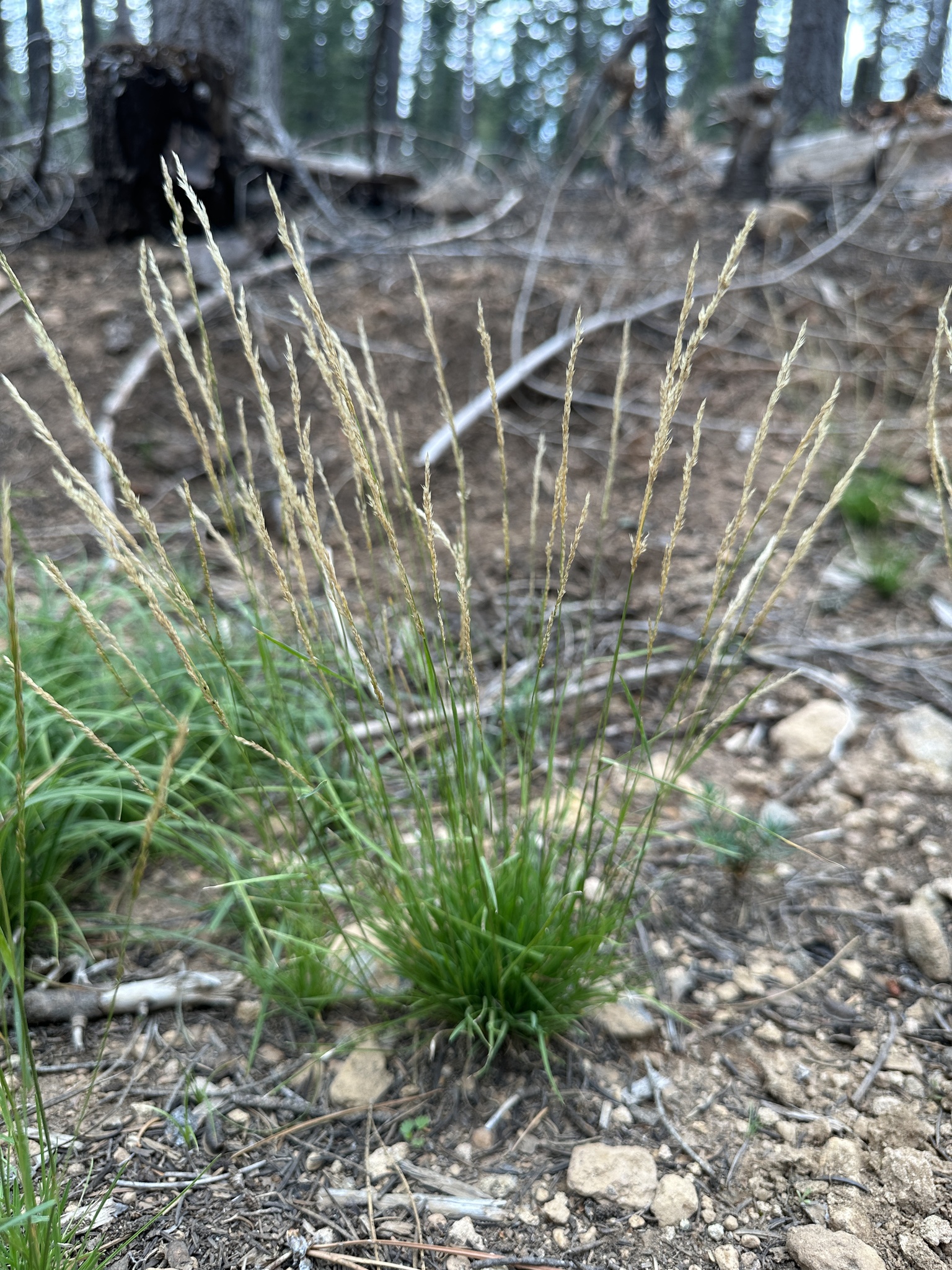 Agrostis variabilis