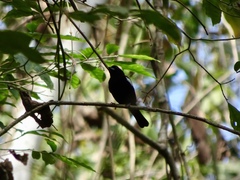 Loriotus luctuosus