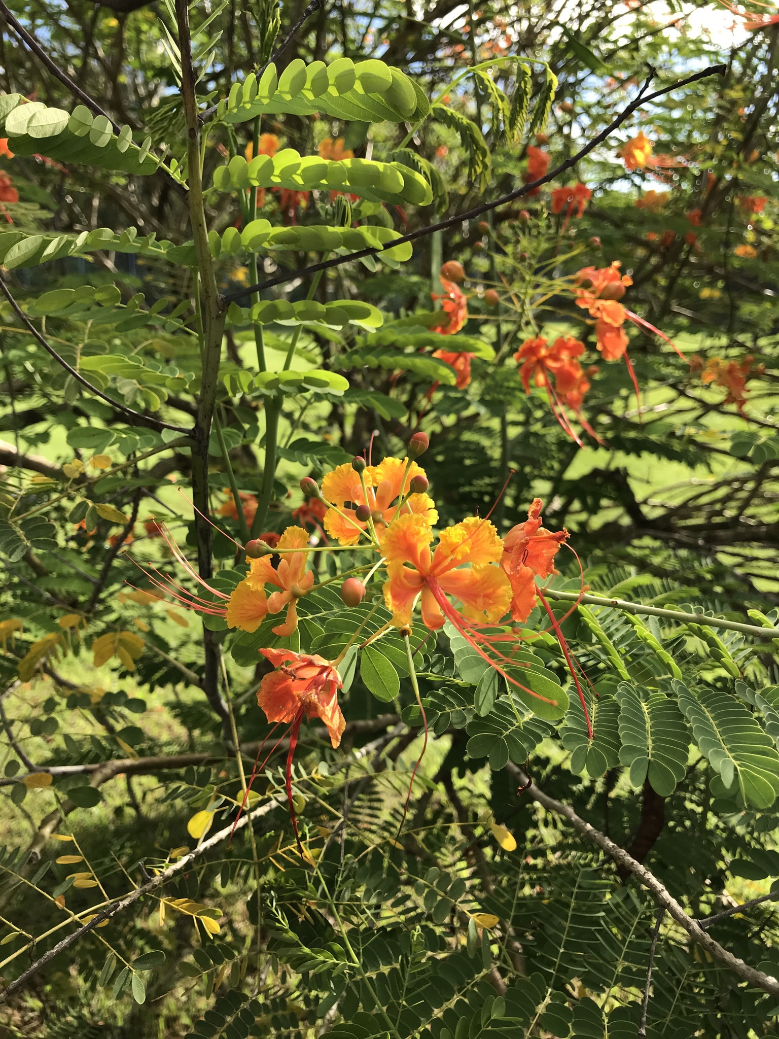 Caesalpinia pulcherrima