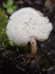 Auriscalpium villipes
