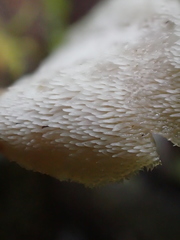 Auriscalpium villipes