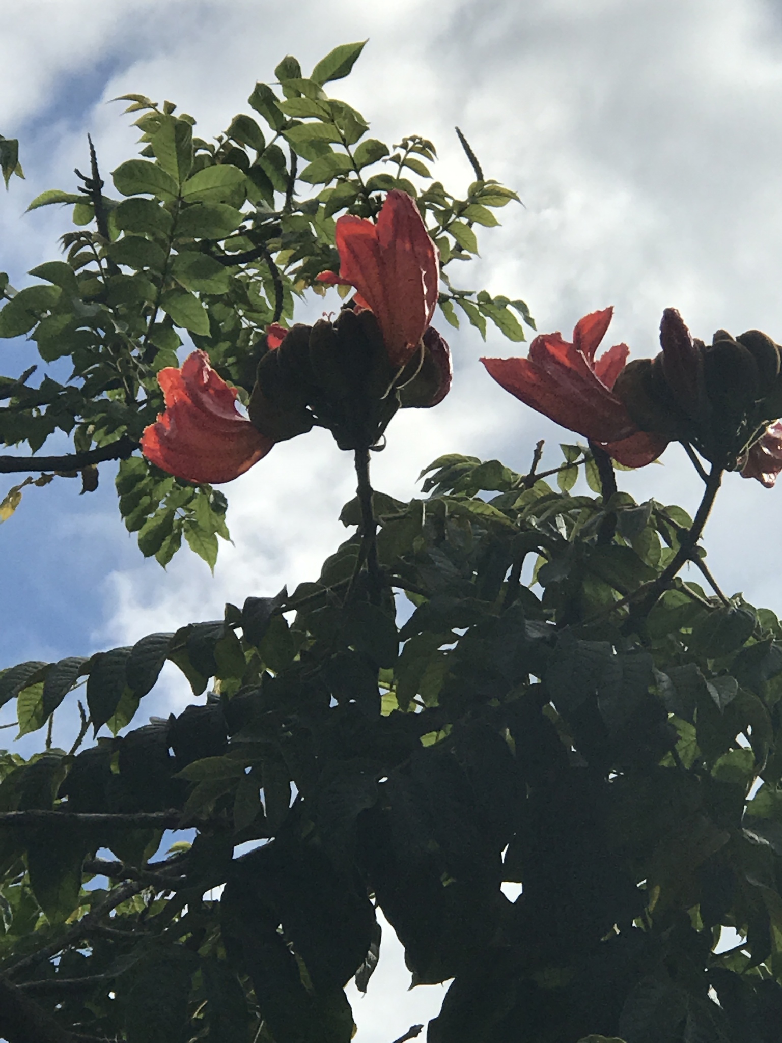 Spathodea campanulata