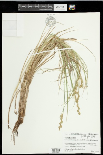 Ozark sedge (Carex ozarkana)