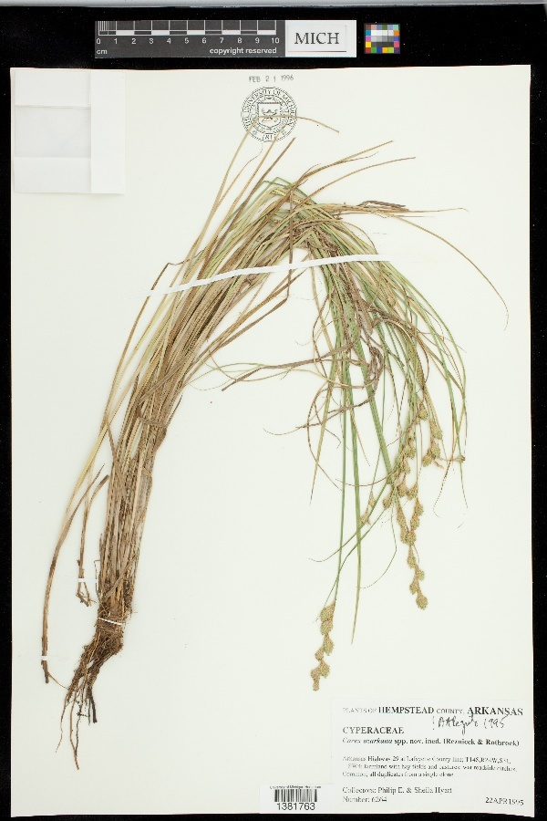 Carex ozarkana