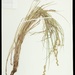 Carex ozarkana - Photo 由 Philip E. Hyatt 所上傳的 (c) Philip E. Hyatt，保留部份權利CC BY-NC