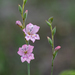Gladiolus brevifolius - Photo (c) magriet b,  זכויות יוצרים חלקיות (CC BY-SA), uploaded by magriet b