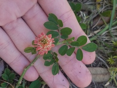 Indigofera spicata