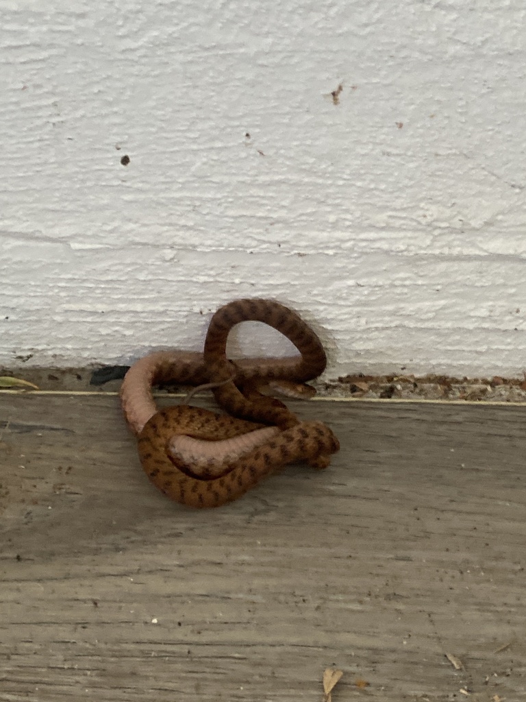 Brown Tree Snake from Fern Tree Cl, Arakoon, NSW, AU on September 28 ...