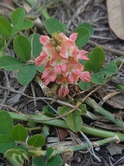 Indigofera spicata