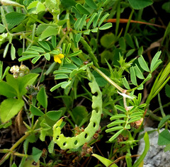 Hippocrepis unisiliquosa