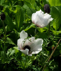 Anemone coronaria