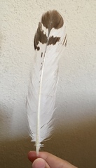 Larus michahellis michahellis